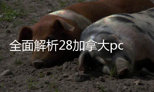 全面解析28加拿大pc预测准确率100%网站回,如何安全、高效地处理闲置28加拿大pc预测准确率100%网站